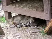 Waschb�r, aufgenommen am 31.05.2009 im Greifvogelpark Saarburg
