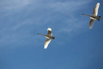 Flugbild zweier Schwne. - 20.03.2014