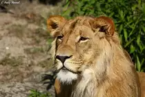 Afrikanischer L�we