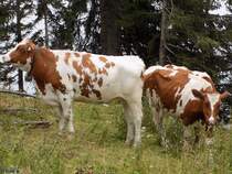 Rinder auf dem Weg zum Pendling am 20.08.2014