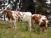 Rinder auf dem Weg zum Pendling am 20.08.2014