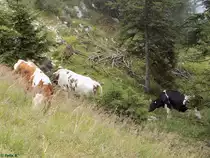 Rinder auf dem Weg zum Pendling am 20.08.2014