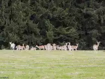 Damwild auf der Parsberger H�he am 19.08.2014