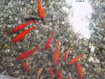 Goldfische in Salzburg am 22.08.2014