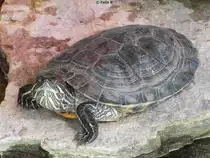 Schildkr�te in Salzburg am 22.08.2014