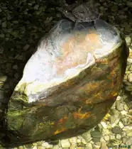 Schildkr�te auf einem Stein in Salzburg am 22.08.2014