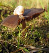 man mags nicht glauben,aber dieses bild hab ich am 20.11.09 aufgenommen