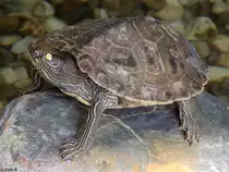 Schildkr�te in Salzburg am 22.08.2014