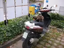 Da fehlte nur noch der Helm bevor es f�r Diese Katze auf einem Motorroller es los ging.Aufgenommen,am 11.Oktober 2010,in Bergen/R�gen.