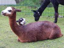 Alpaka in Sankt Peter-Ording am 19.10.2014