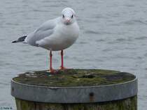 Mwe in Bsum am 23.10.2014