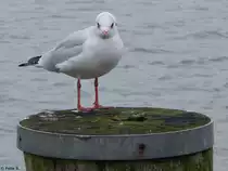 M�we in B�sum am 23.10.2014