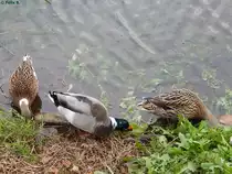 Stockenten in Friedrichstadt am 20.10.2014