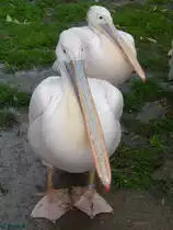 Rosa Pelikane in Sankt Peter-Ording am 19.10.2014