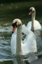 Eine H�ckerschwanp�rchen bei der Vertreibung von Touristen. Die Tiere sind aber bestechlich und lassen sich durch Brot leicht bes�nftigen, beziehungsweise fordern ihren Wegezoll. Taubergiessen, 10.5.2008 