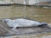 Robbe in Sankt Peter-Ording am 19.10.2014