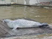 Robbe in Sankt Peter-Ording am 19.10.2014