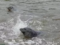 Robbe in Sankt Peter-Ording am 19.10.2014