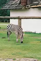 Zebra im Safaripark Stukenbrock (SCHLO� HOLTE-STUKENBROCK, Kreis G�tersloh/Deutschland, 29.07.1998) -- Foto eingescannt