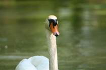 Hckerschwan in den Taubergiessen am 10.5.2008 