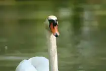 H�ckerschwan in den Taubergiessen am 10.5.2008 