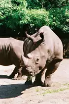 Breitmaulnashorn im Allwetterzoo (DEUTSCHLAND - M�nster, 24.05.2001) -- Foto eingescannt