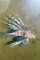 Pazifischer Rotfeuerfisch im Wilhelmshavener Aquarium (WILHELMSHAVEN/Deutschland, 14.08.2002) -- Foto eingescannt