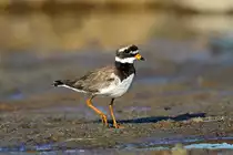 Sandregenpfeifer in Inari/Nordfinland Juli 2014