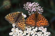 Nymphalidae, Groer Perlmutterfalter, 18.07.1994, Zermatt 



