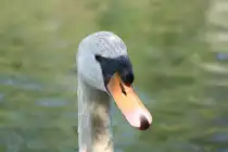 Kopf eines H�ckerschwans. Taubergiessen, 10.5.2008 
