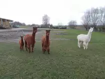 Alpakafamilie mit Fohlen,am 04.Januar 2015,im schneefreien Poseritz/R�gen.