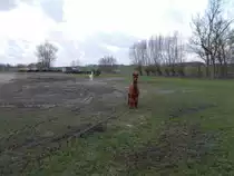 Langsam n�hrten sich diese Alpakas mir,am 04.Januar 2015,in Poseritz/R�gen.