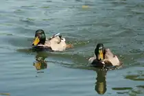 Stockenten auf dem Weg zum Boot, um sich einen kleinen Zwischenimbiss abzuholen. Taubergiessen, 10.5.2008 