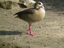 Leider wei� ich nicht was das f�r ein Vogel/Ente ist