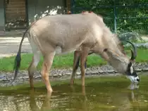 Antilope aus dem ZOO Hannover