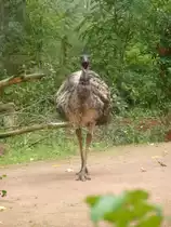 Angriff ist die beste Verteidigung 