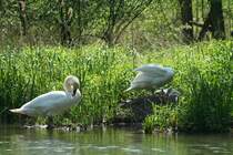Eine Hckerschwanfamilie beim Nest. Taubergiessen, 10.5.2008
