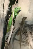 Ein Zauneidechsenp�rchen beim Sonnen am 10.5.2008 in den Taubergiessen.
