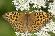 Nymphalidae, Kaisermantel, Argynnis paphia, 25.06.2010, Weisweil





