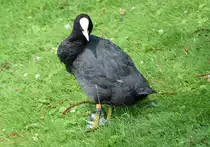 Bl�sshuhn am M�nchweiher in Br�hl - 26.07.2014