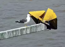 M�we auf einem Ausleger der Hohenzollernbr�cke in K�ln - 31.07.2014