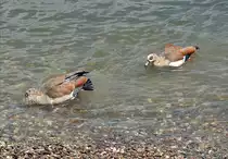 Nilganspaar im Rhein bei Bonn - 31.05.2014