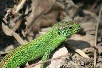 Ein mnnliche Zauneidechse am 10.5.2008 in den Taubergiessen. 

