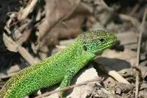 Ein m�nnliche Zauneidechse am 10.5.2008 in den Taubergiessen. 

