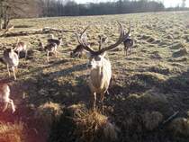 Einer von Mehren Dammhirschen im Putbuser Park am 17.Januar 2015.