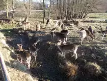 F�tterung des Dammwildes im Putbuser Park am 17.Januar 2015.