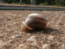 An einigen Stellen bin ich schon gebrunt aber andere Stellen wollen einfach nicht.
Eine Schnecke aufm Bahnsteig am Bahnhof Essen Steele Ost am 21.9.14

Essen 21.09.2014