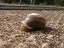 An einigen Stellen bin ich schon gebr�unt aber andere Stellen wollen einfach nicht.
Eine Schnecke aufm Bahnsteig am Bahnhof Essen Steele Ost am 21.9.14

Essen 21.09.2014