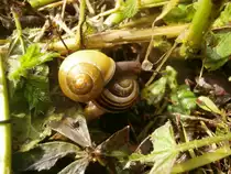 Wenn man nicht zur Seite gehen kann, dann geht man eben oben dr�ber. 2 Schnecken in essen Eiberg.

Essen 21.09.2014