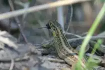 Ein weibliche Zauneidechse war am 10.5.2008 erfolgreich in den Taubergiessen auf Jagd. 

